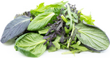 Salad Leaf Mix / Alface Verdura
