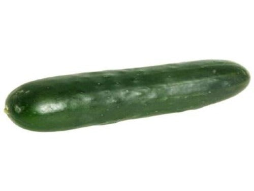 Cucumber Marketmore / pepino Marketmore