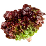 Red Lettuce -  / Alface Roxa