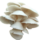 Oyster Mushrooms / Cogumelo pleurotes